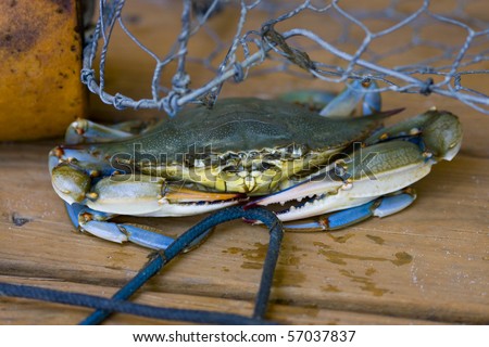 A blue crab trying to hide under a crab trap and holding a rope.