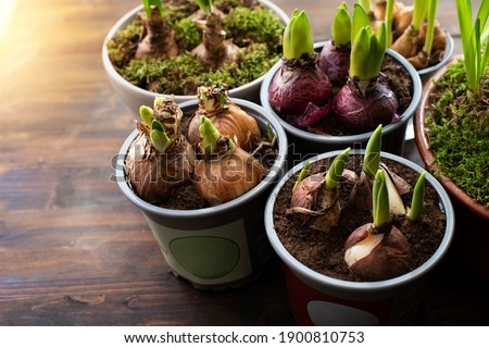 Similar – Image, Stock Photo Spring bulbs ready for transplanting. Gardening concept. Easter concept.