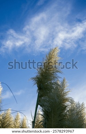 Similar – Foto Bild Weizenfeld gegen blaue Wolken