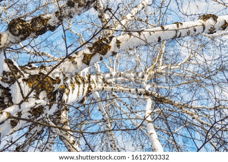 Similar – Image, Stock Photo Birches in the winter