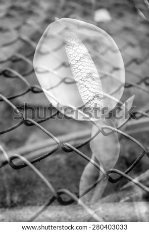 Peace Lily on blur rusty net fence background in black and white tone