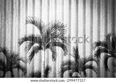 palm tree and blue sky with crepe paper background ,black and white tone