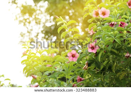 pink trumpet flower bush with yellow light