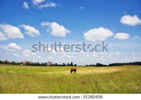 rural landscape, the horse