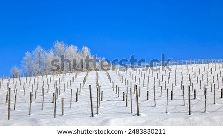 Similar – Image, Stock Photo Snowy farmland against frosted forest at horizon under blue sky with white fluffy clouds