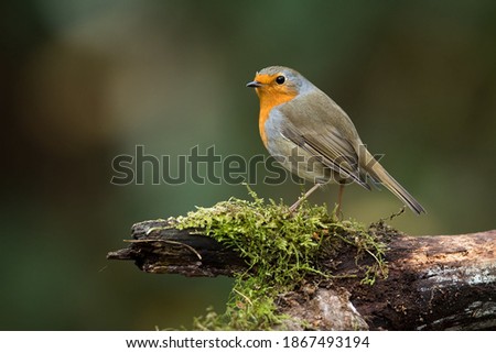 The European Robin (Erithacus rubecula), most commonly known in Anglophone Europe simply as the Robin, is a small insectivorous passerine bird that was formerly classed as a member of the thrush famil Zdjęcia stock © 
