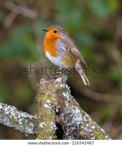 animal; bird; critter; nature; robin, stump, wild, wildlife, stump, perch, garden bird, red breast, branch, natural background,