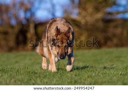 German Shepherd Dog on grass tracking a scent moving towards the camera.