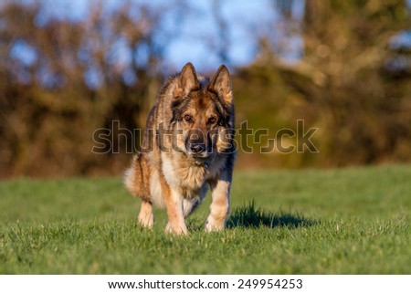 German Shepherd Dog on grass tracking a scent moving towards the camera.  Alsatian outside in sunlight.