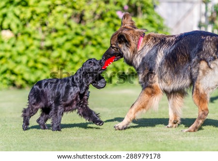Spaniel and German Shepherd Dog playing together of war in garden.