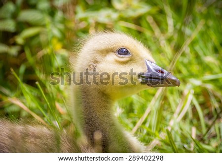 Young Canada goose Gosling with his head tilted up looking at the sky