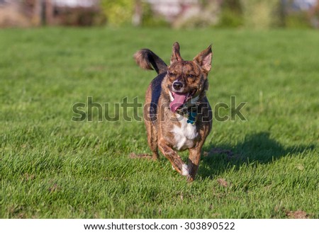 Mongrel male dog looking confident and pleased with himself, trotting on grass with his tail up.