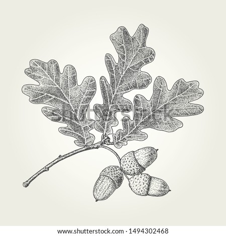 Oak leaves and acorns drawing. Vintage vector engraved illustration ストックフォト © 