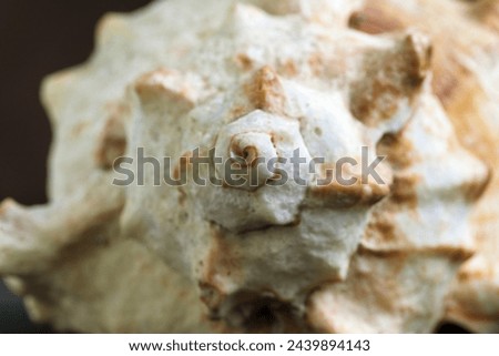 Similar – Image, Stock Photo Shells on a golden beach, sand texture