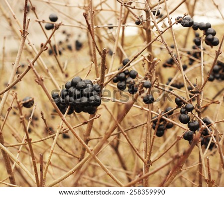 black berries on a bush. wolf berries, danger.