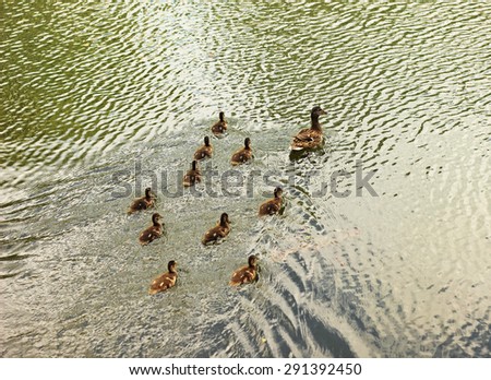 duck and  ducklings on a lake
