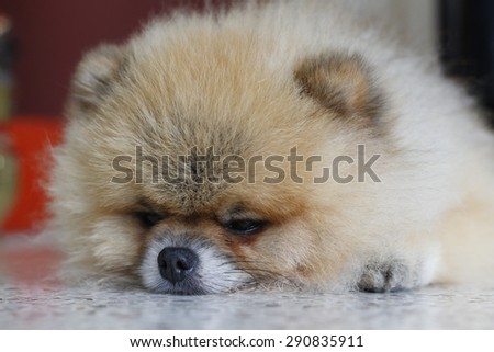 Pomeranian dog sleep