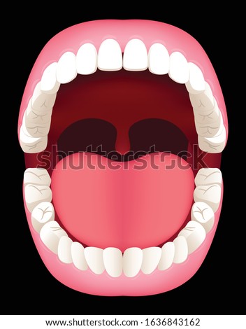 Oral cavity. Human mouth anatomy model. Graphic vector