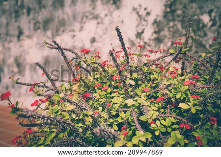 christ thorn plant (Desert Rose) - vintage effect style and selective focus