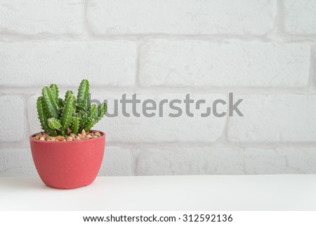 Cactus on white table and white brick wallpaper background