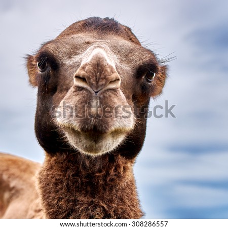 Starring camel with kind eyes