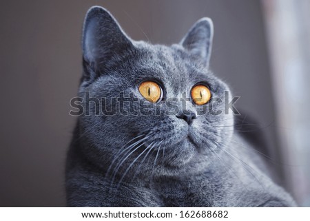 Pleased muzzle of gray British cat close up