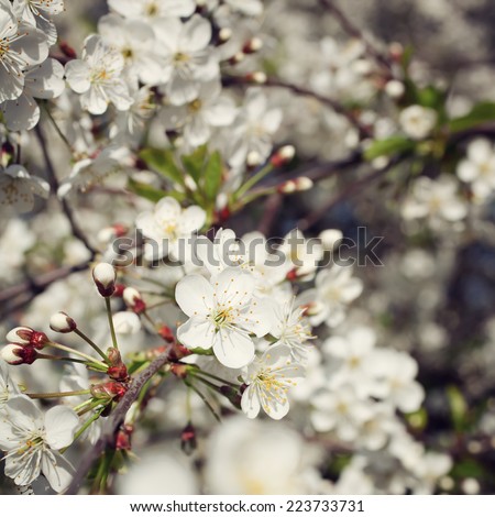 Apple tree branch with flowers on a background of blue sky