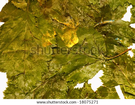 Texture of dry green leaves with grey stains