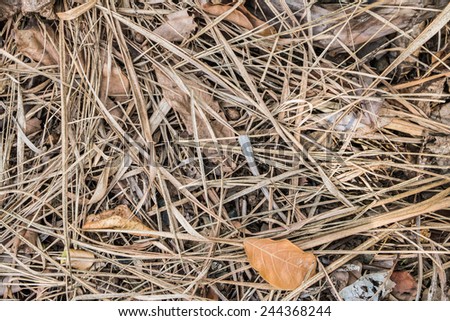 Dry grass, dry leaves texture background.
