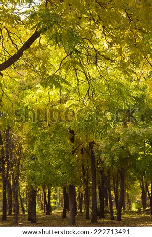 sun tangled in tree crones - autumn park with yellow leaves on ground