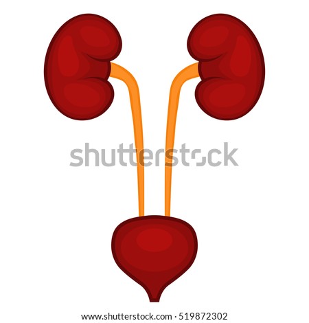 Kidneys and bladder, Human Urogenital system, Urinary Tract. Vector