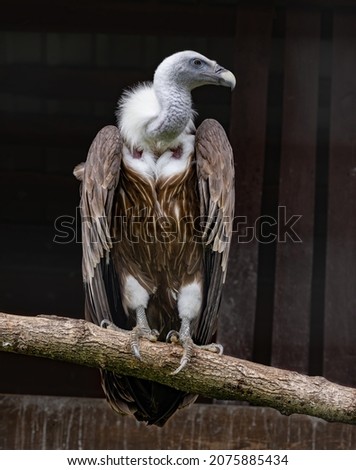 Similar – Image, Stock Photo Wild vulture sitting in nature