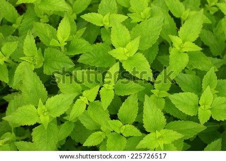 green herbal siam weed,  it can stop bleeding