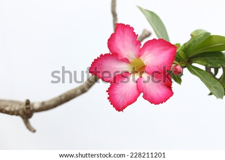 desert rose are beautiful flower and save water in growth