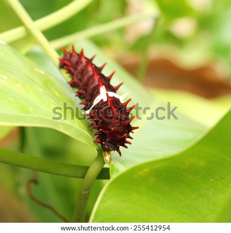 white back caterpillar eating plant in the garden