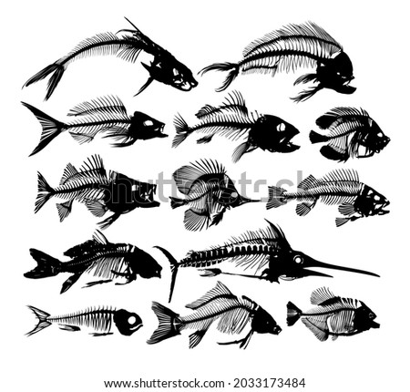 A Set Skeletons of predatory sea fishes.