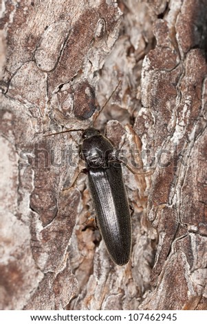 Click beetle on wood, macro photo.