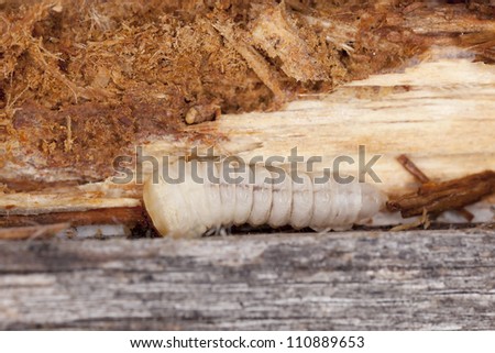 Tragosoma depsarium larva in pine wood, this long horn beetle is rare and endangered