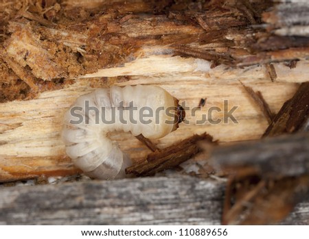 Tragosoma depsarium larva in pine wood, this long horn beetle is rare and endangered