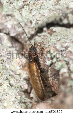 Click beetle on wood, macro photo