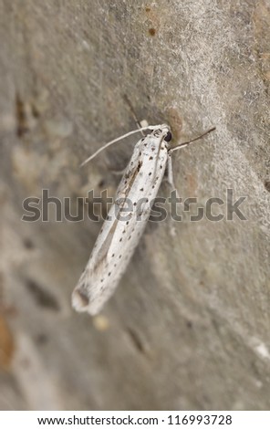 Bird-cherry Ermine moth (Yponomeuta evonymella) on net, extreme close-up