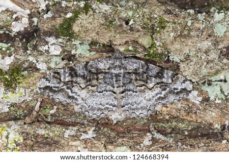 Mottled Beauty (Alcis repandata) Geometridae camouflaged on oak, macro photo