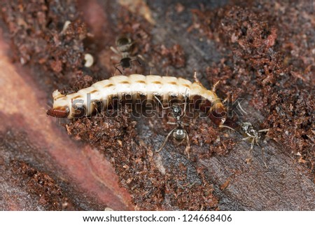 Lasius ants carrying Click beetle larva, Harminius undulatus, macro photo