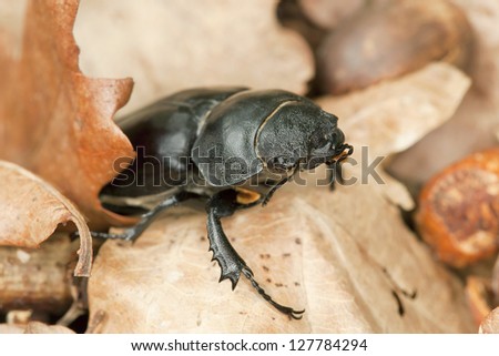 Stag beetle, Lucanus cervus among oak leaves and acorns, macro photo