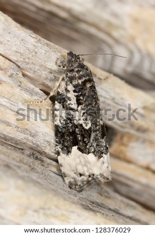 Black and white moth on wood, extreme close-up macro photo