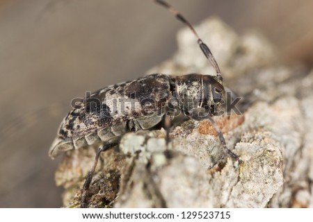 Leiopus nebulosus sitting on oak, macro photo