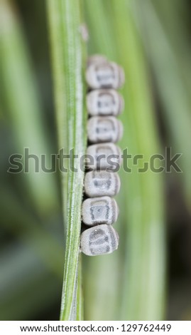 Arthropod eggs on pine needle, extreme close-up with high magnification