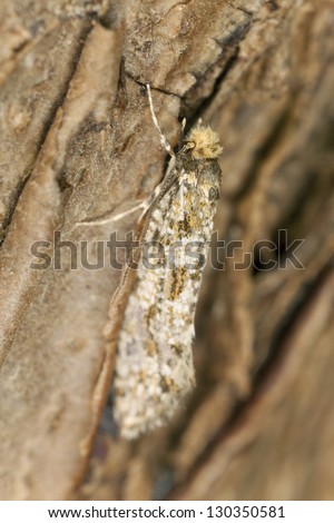 Small moth camouflaged on tree, macro photo