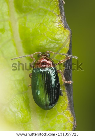 Willow flea beetle, Crepidodera aurata on green leaf, extreme close-up with high magnification