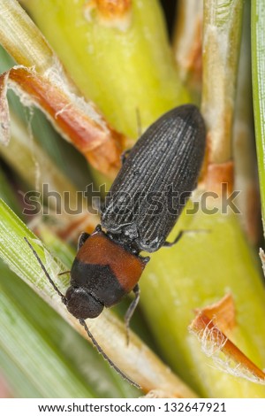 Click beetle, Cardiophorus ruficollis on fir, extreme close-up